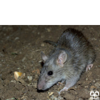 گونه موش سیاه Roof Rat